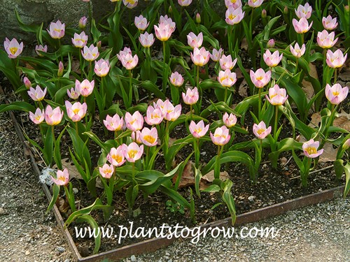 Lilac Wonder Tulip (Tulipa bakeri)